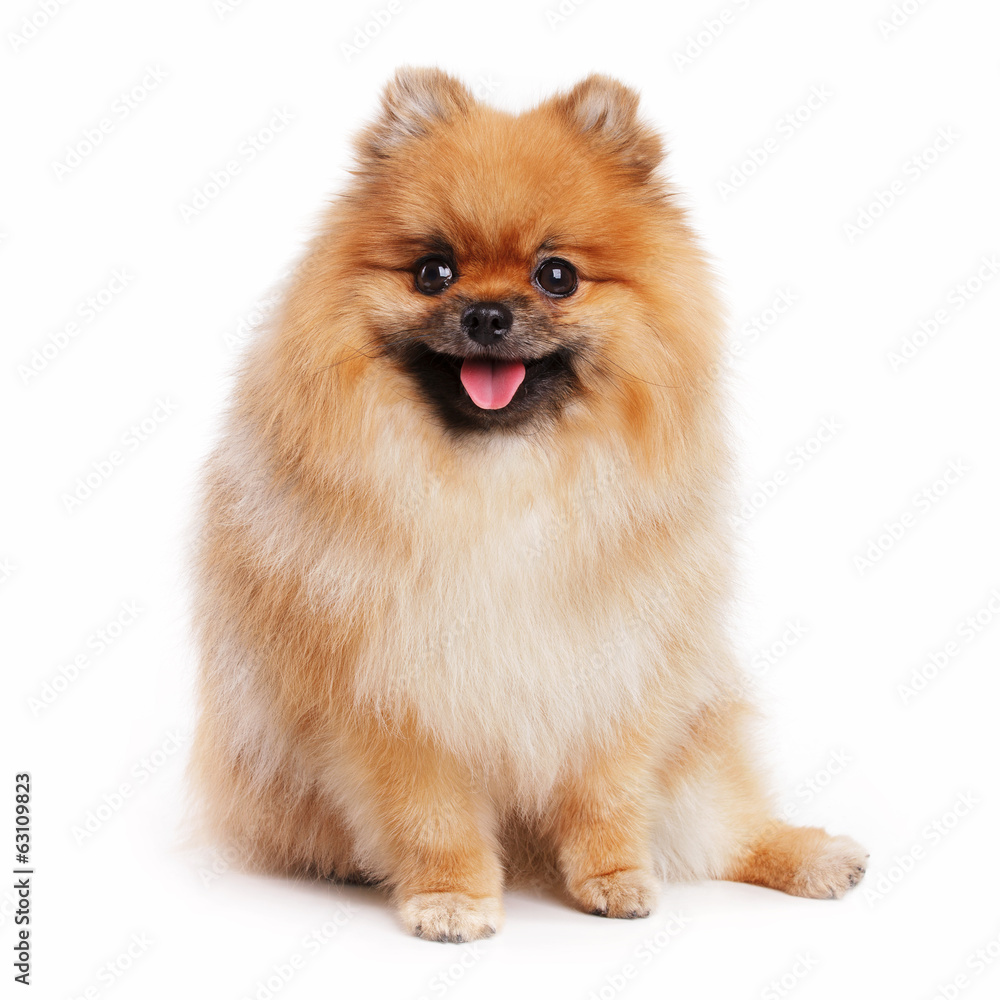 Redhead young spitz Redhead young spitz