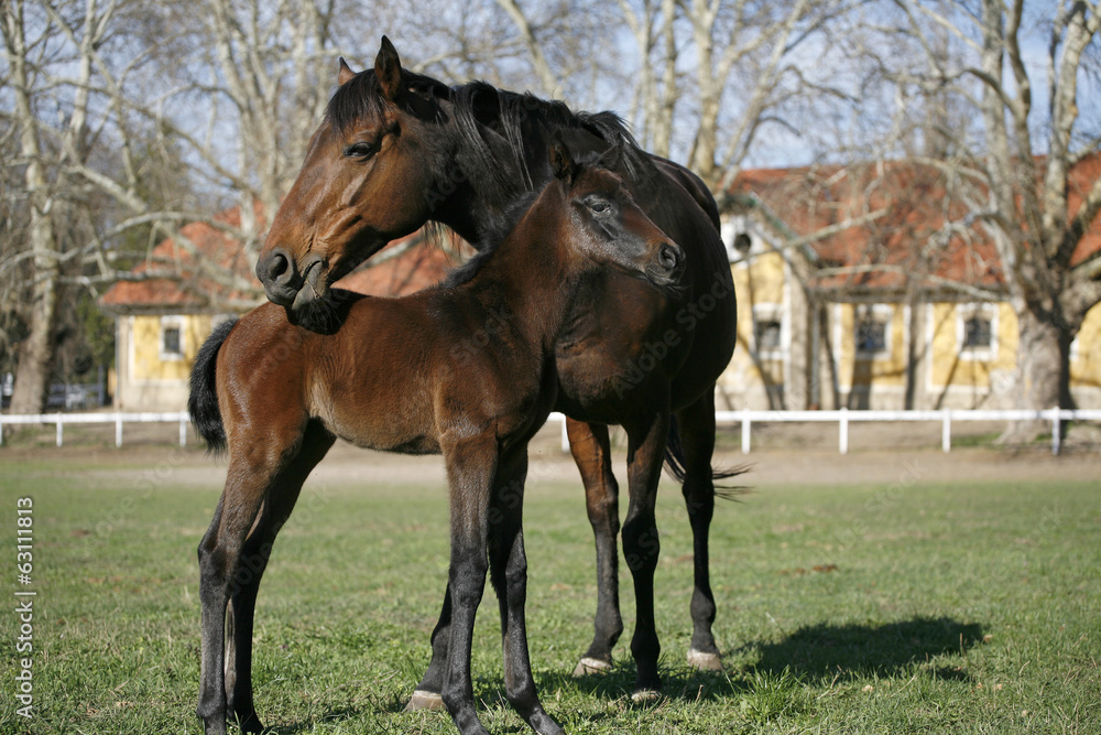 Thoroughbred mare and foal in the field. Thoroughbred mare and foal in the field.