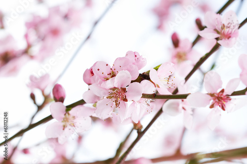 Spring beauty flowers