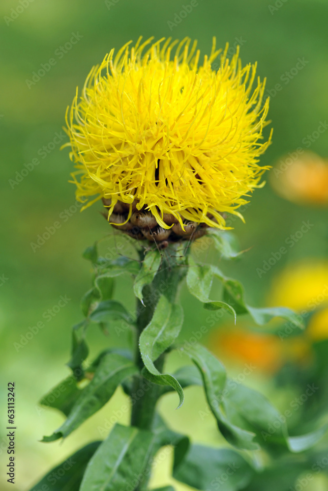 Obraz premium Yellow cornflower. Centaurea macrocephala