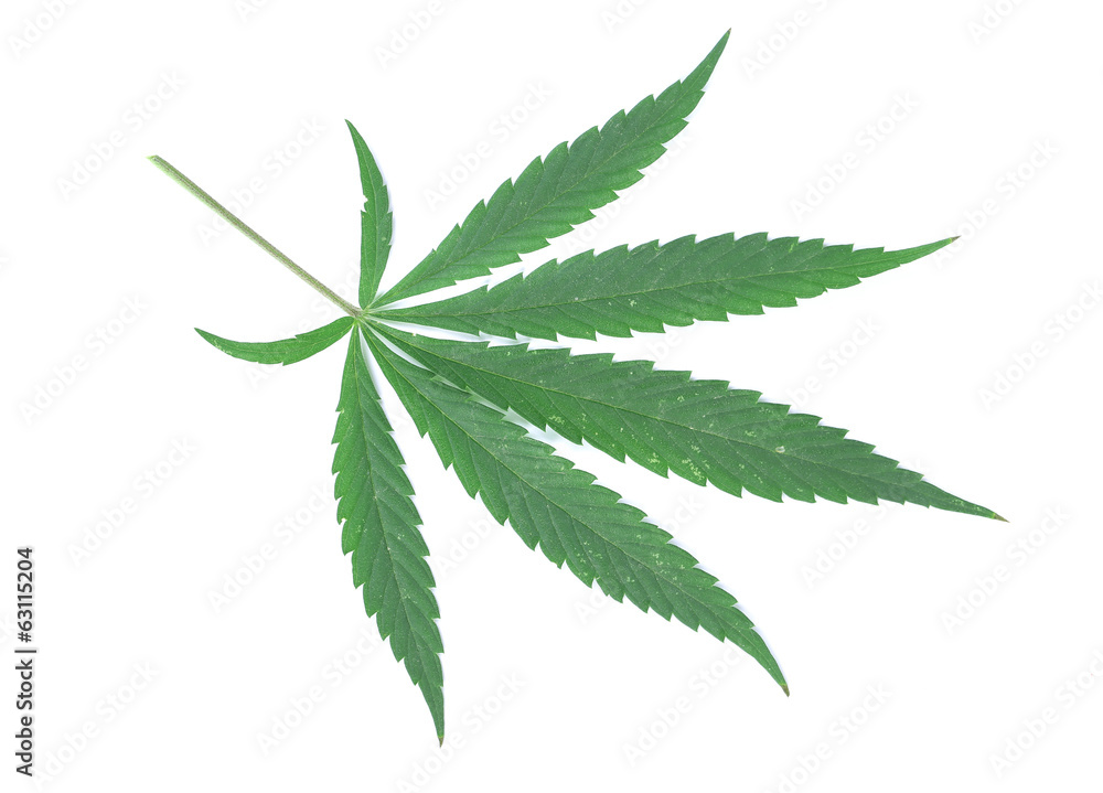 close up a cannabis leaf close up a cannabis leaf