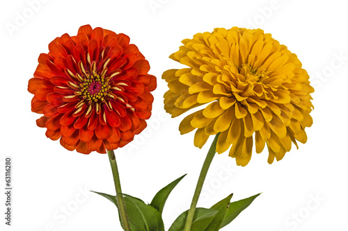 Fototapeta Naklejka Na Ścianę i Meble -  Flowers of zinnia (Lat. Zinnia), isolated on a white background