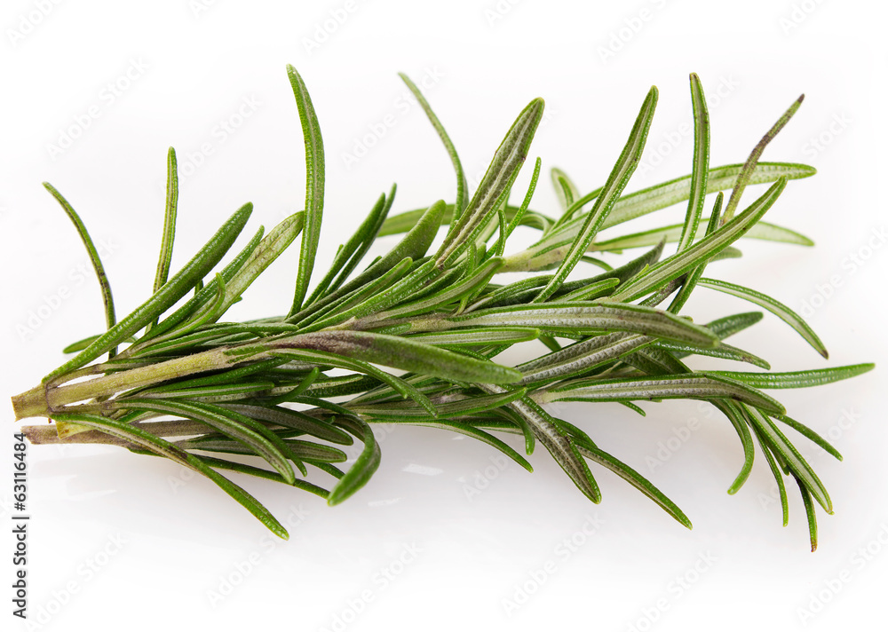 Fototapeta premium Fresh rosemary