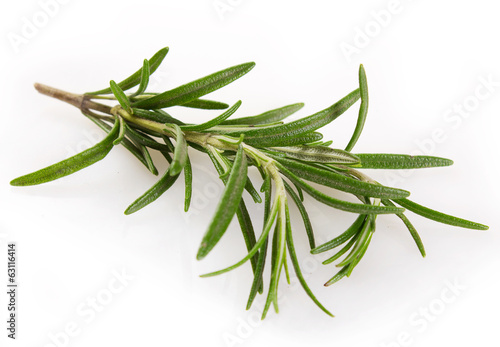 Vászonkép Fresh rosemary