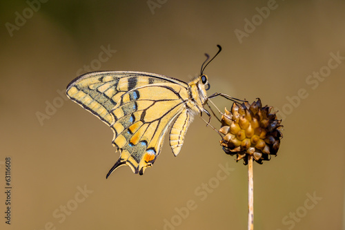 Swallowtail (Papilio machaon) resting on Allium Plant in the Mor