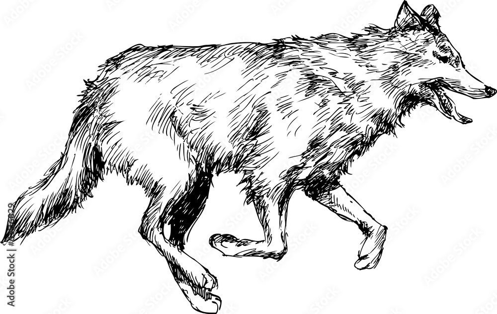 Fototapeta premium hand drawn wolf