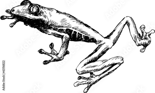 hand drawn frog