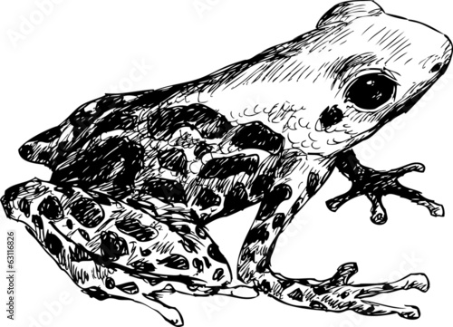 hand drawn frog