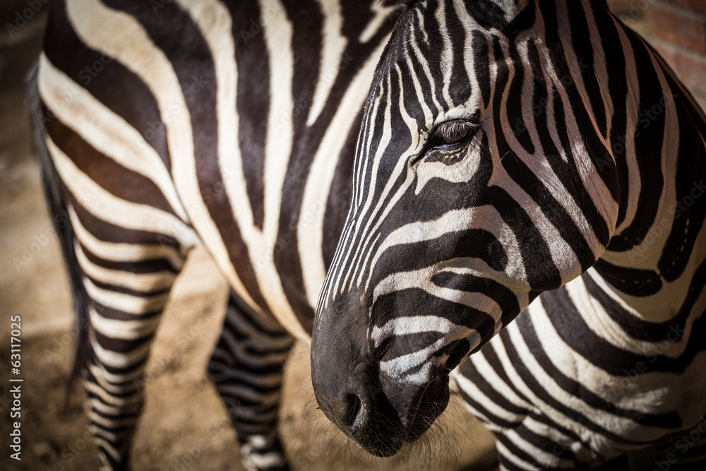zebra zebra