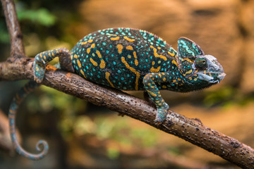 Handdoek met foto Kameleon Jemenkameleon hagedis in profiel  © jurra8