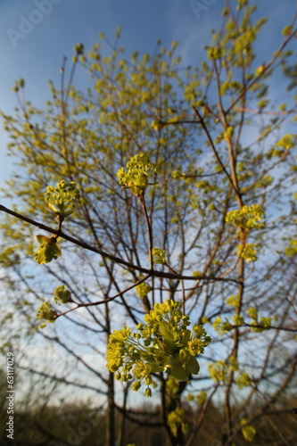 Ahornblüte (mit Weitwinkel) - Spitzahorn (Acer platanoides)
