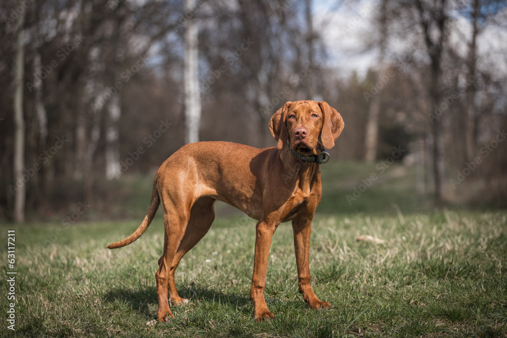 Hungarian hound portrait