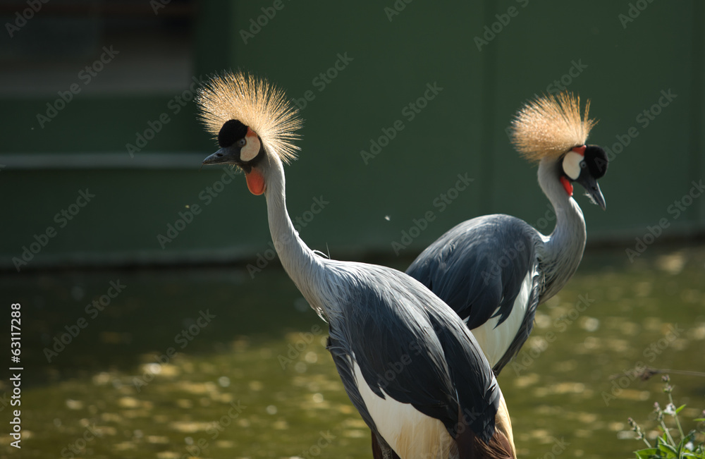 Fototapeta premium Two crowned cranes