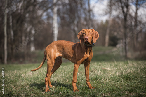 Hungarian hound portrait