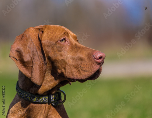 Hungarian hound portrait