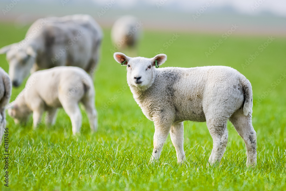 Little lambs in the meadow at spring time, the Netherlands Little lambs in the meadow at spring time, the Netherlands