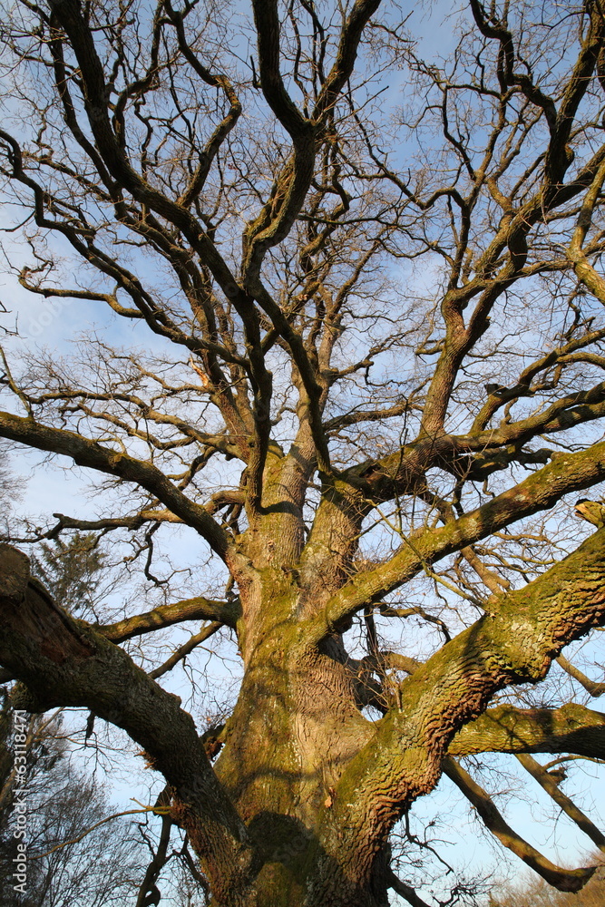 Stieleiche (Quercus robur) alt & majestätisch (Sulzeiche) Stieleiche (Quercus robur) alt & majestätisch (Sulzeiche)