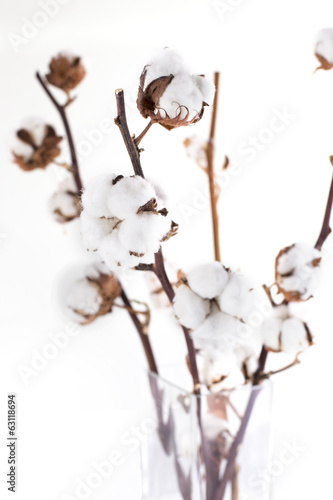 branches of cotton