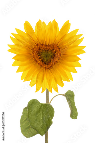 sunflower flower heart full length