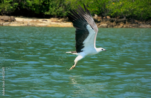 White-bellied Sea Eagle hunting, Langkawi island, Malaysia photo