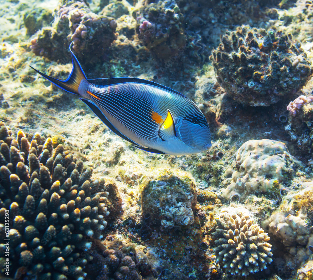 Coral fish Coral fish