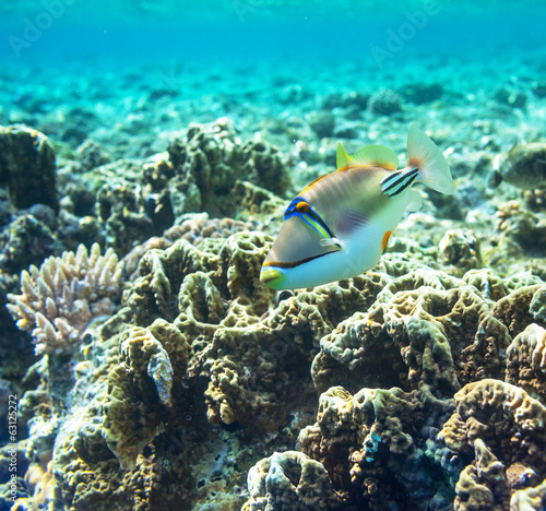 Coral fish