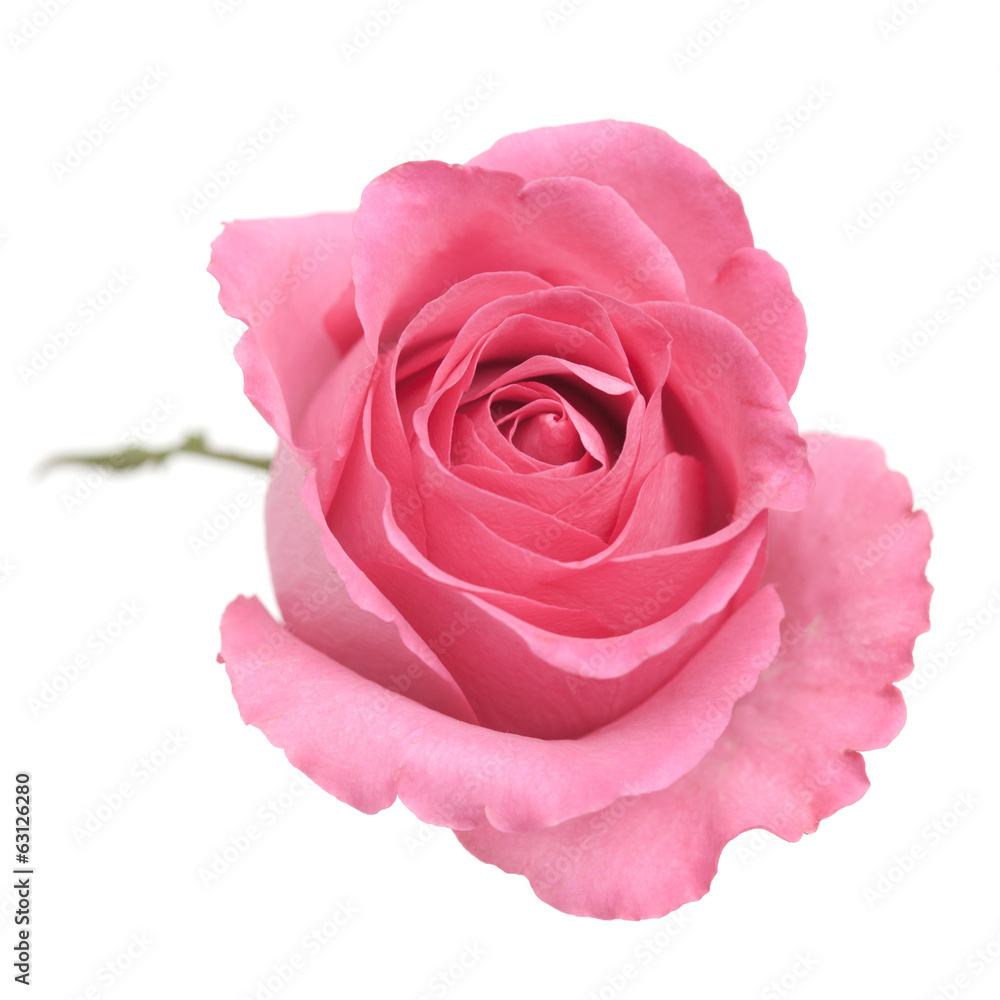 pink rose pink rose