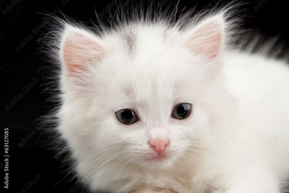 little white kitten