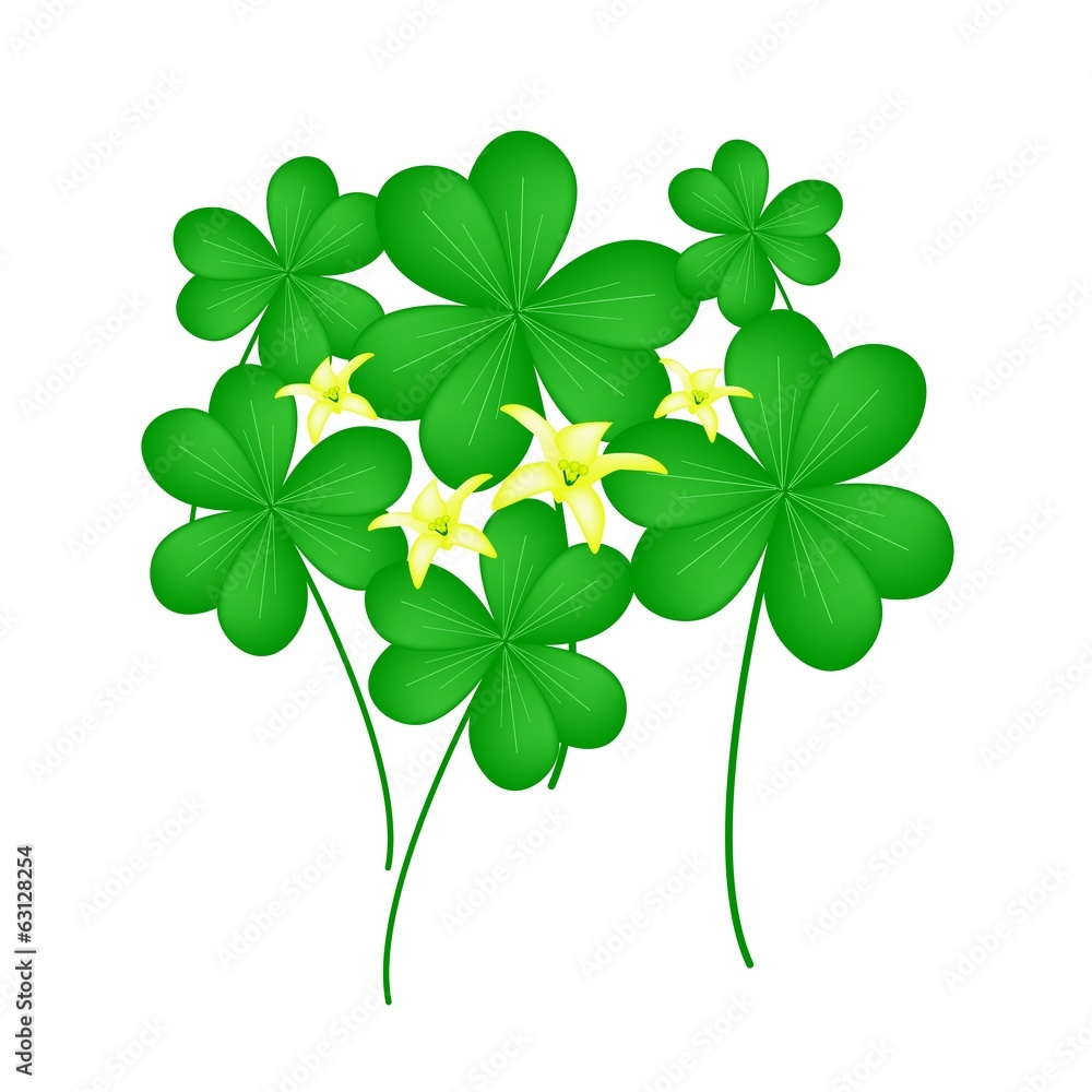 Fresh Water Clover Plant on White Background Fresh Water Clover Plant on White Background