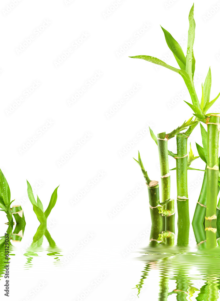 Fototapeta premium bambous