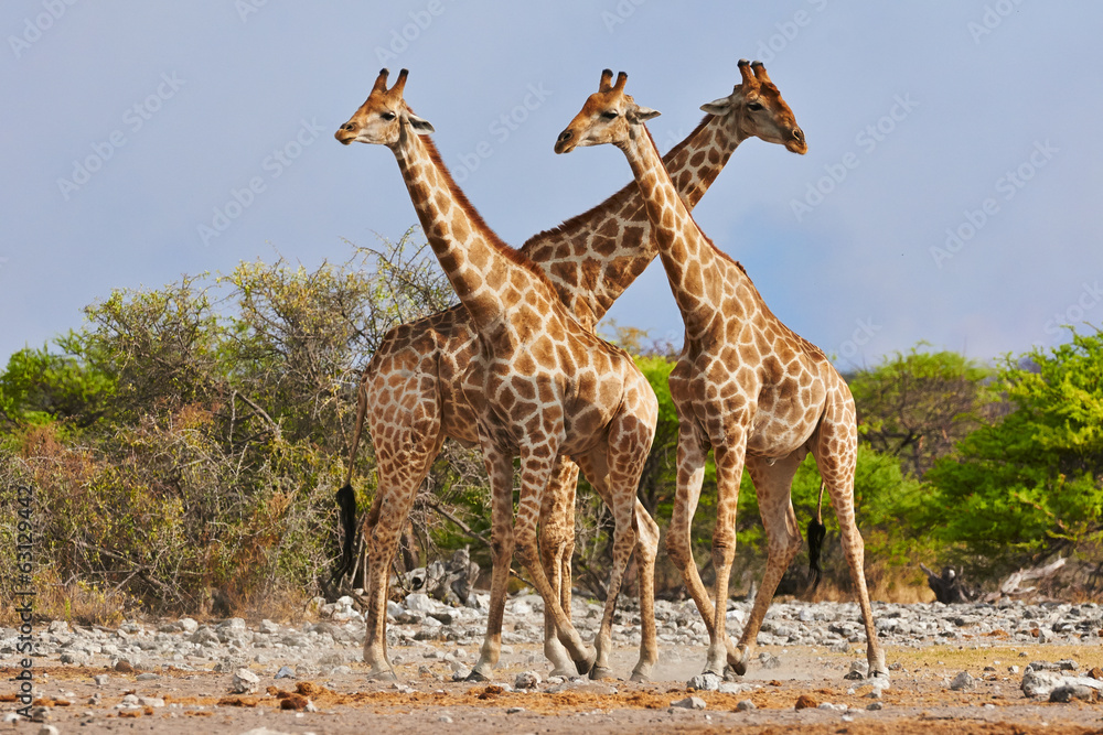 Obraz premium three giraffes walking in Etosha National Park