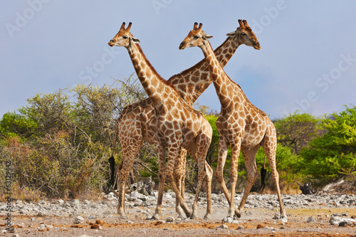 three giraffes walking in Etosha National Park #63129442