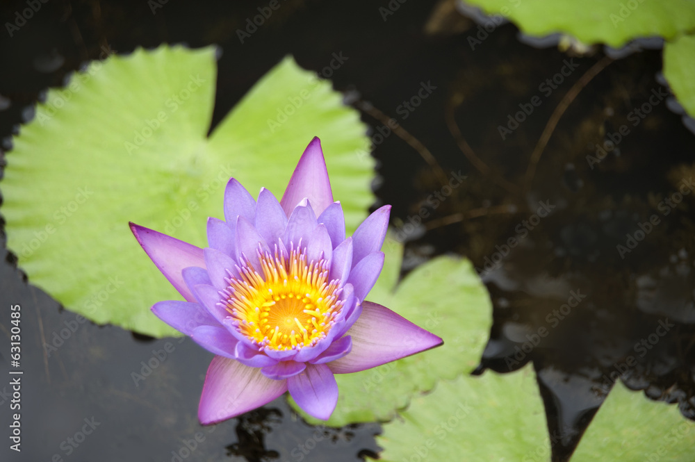 Lotus