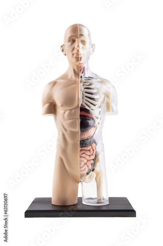 Figure Cross-Section Diagram Of Human Body - Bones and Organs