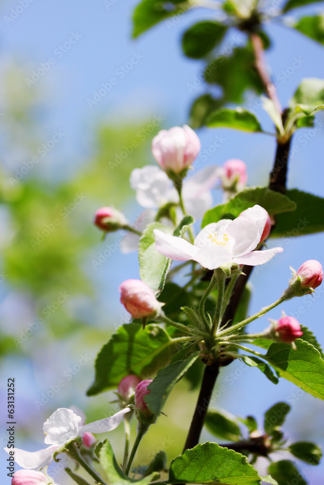 Obraz premium Beautiful blooming flowers on apple