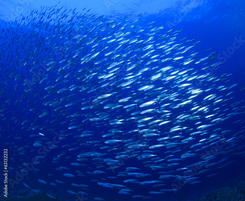 Sardines