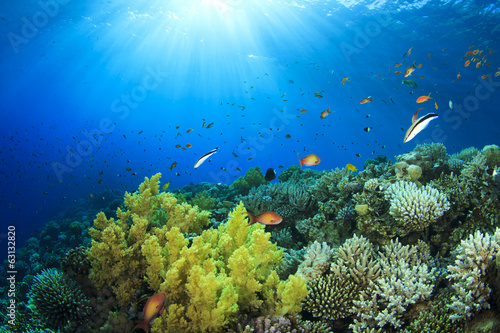Underwater Coral Reef in Sunlight © Richard Carey