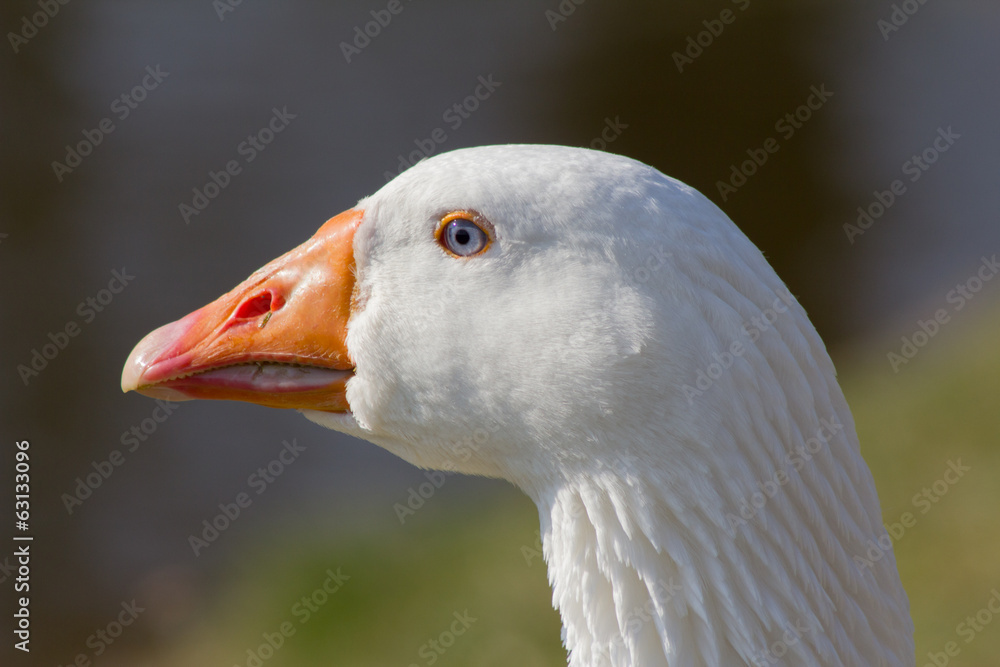 Portrait: Deutsche Pekingente Portrait: Deutsche Pekingente