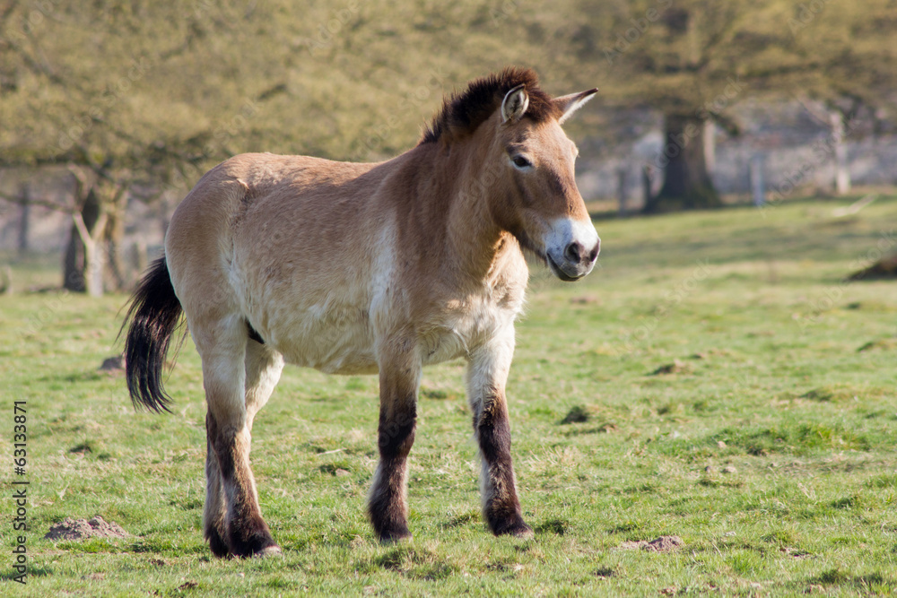 Fototapeta premium Przewalkisperf