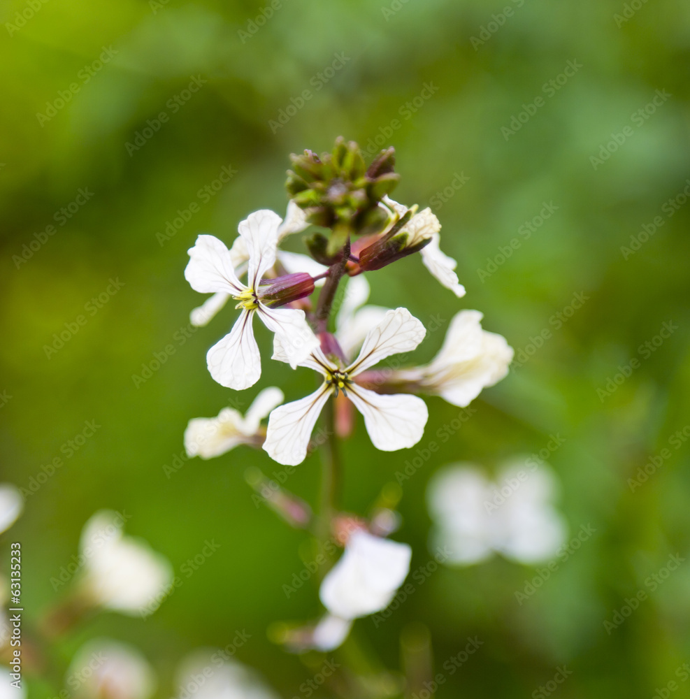 Fototapeta premium White rocket blossoms