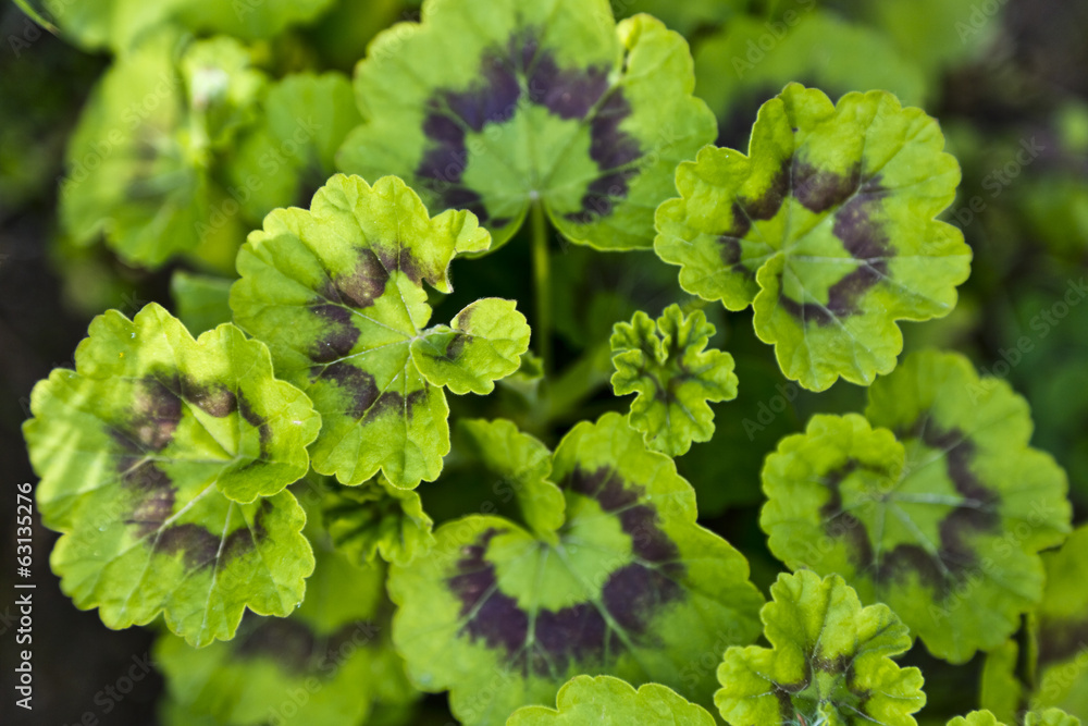 Young geranium leaves Young geranium leaves