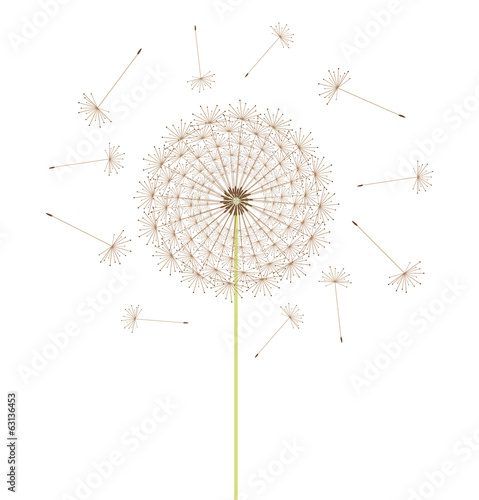 Dandelion flower