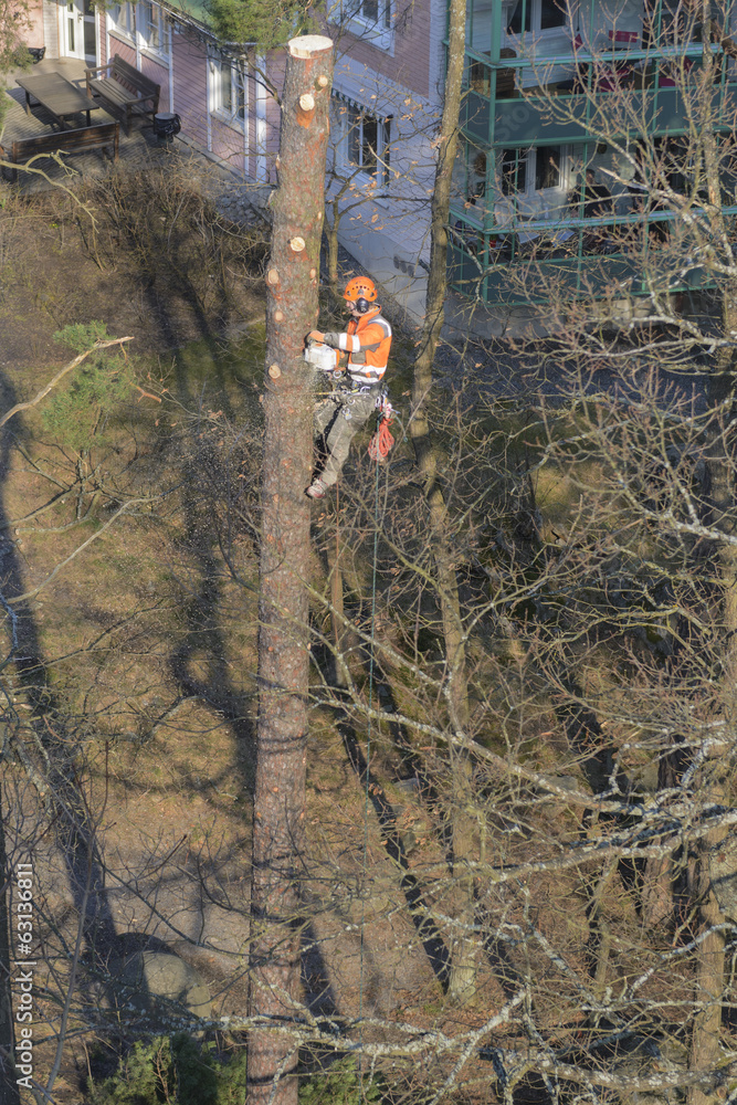 Naklejka premium Arborist in action