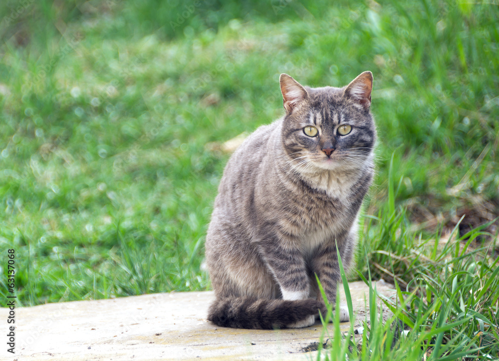 Cat Cat
