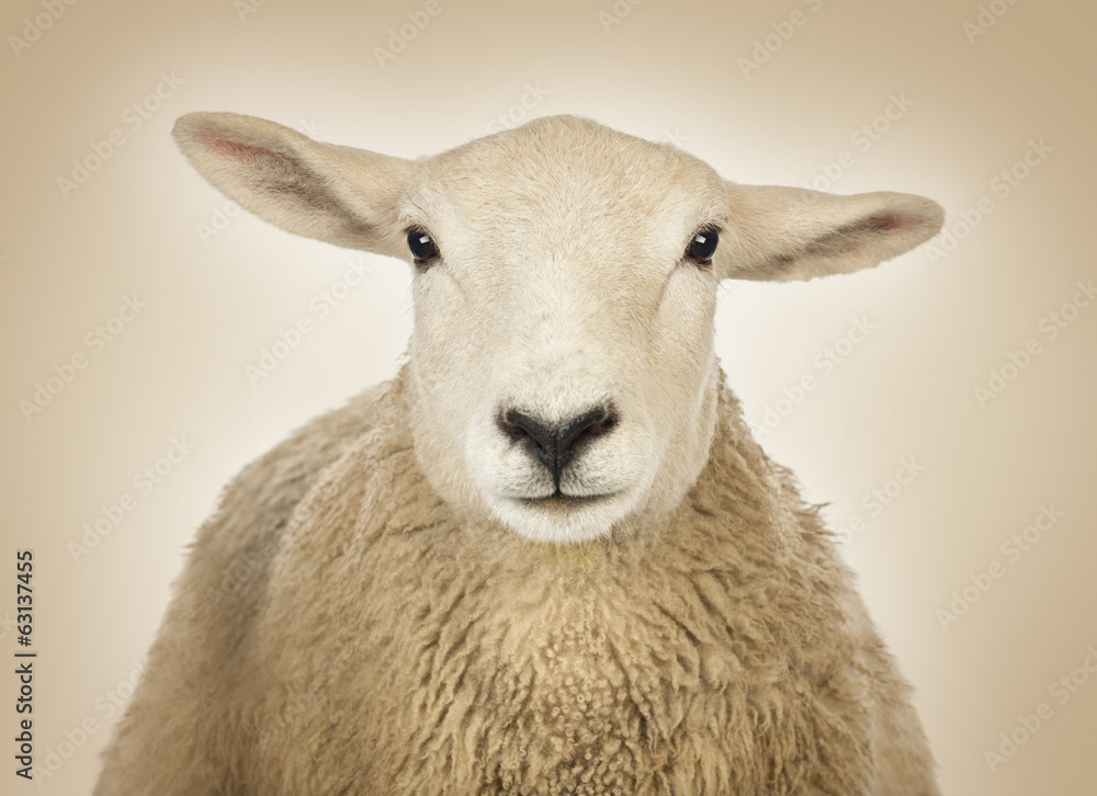 Obraz premium Close-up of a Sheep's head in front of a cream background