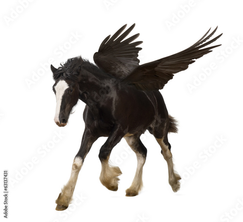 Winged stallion  Pegasus  galloping