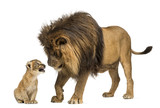 Lion standing and looking a lion cub