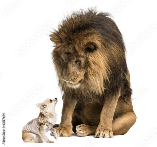Fototapeta Naklejka Na Ścianę i Meble -  Lion sitting and looking at a chihuahua dressed