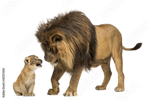 Fototapeta Naklejka Na Ścianę i Meble -  Lion standing and looking a lion cub