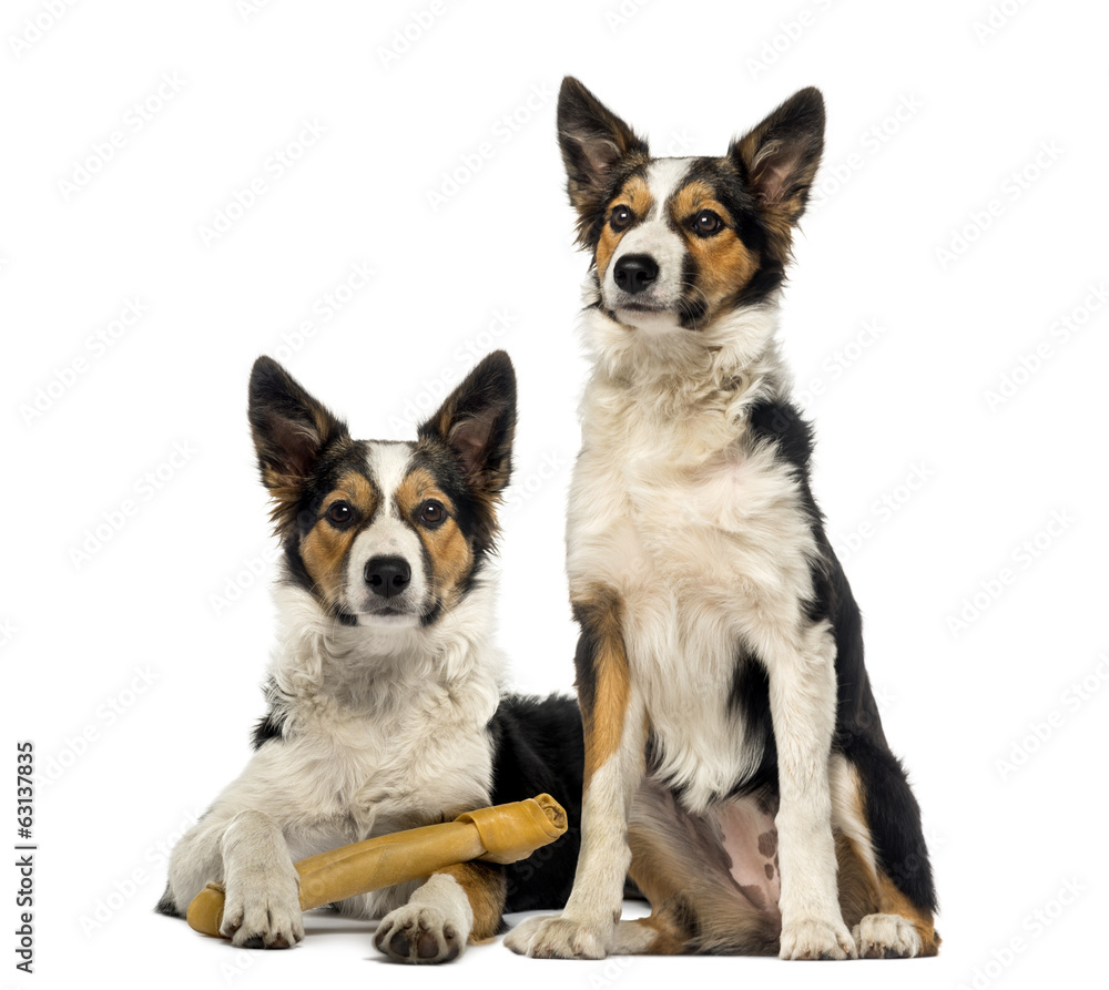 Two Border collies, one is lying with a bone